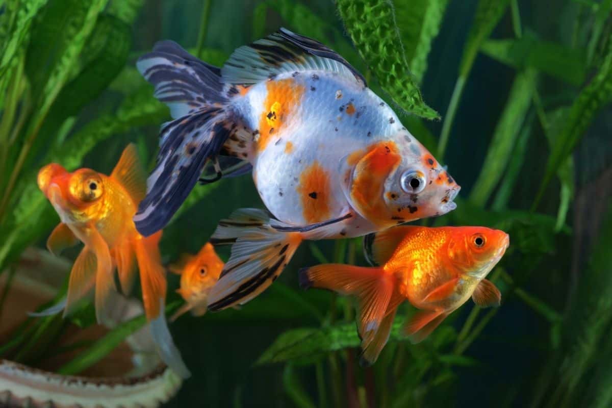 Why Is My Goldfish Turning White? (Reasons+Prevention)