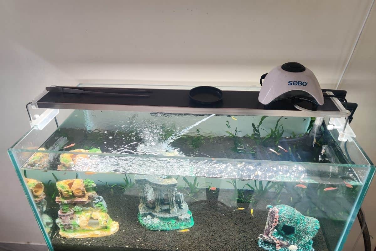 Do Guppy Fry Need An Air Pump?