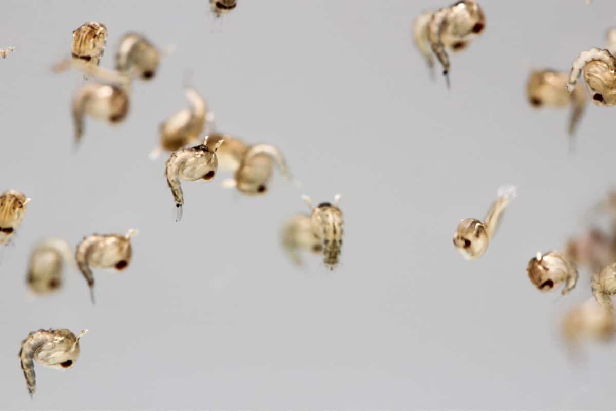 Can Goldfish Fry Eat Mosquito Larvae?