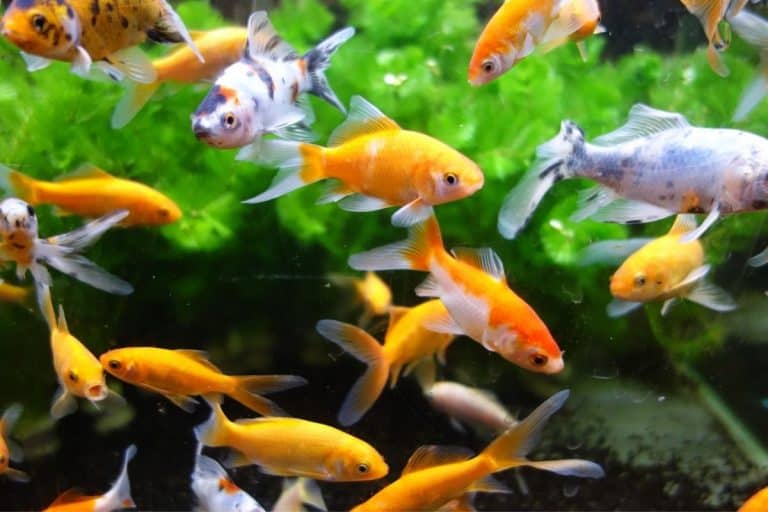 Can Goldfish Fry Survive In A Pond? (All You Need To Know)