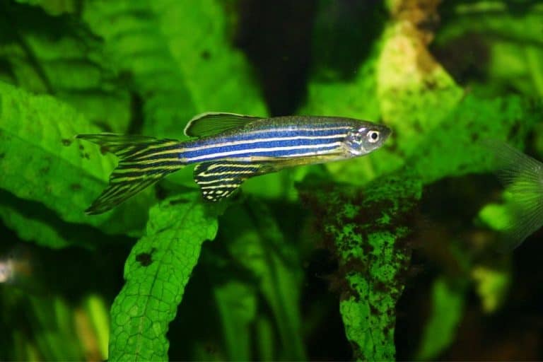 Can Goldfish Live With Zebra Danios? (All You Need To Know)