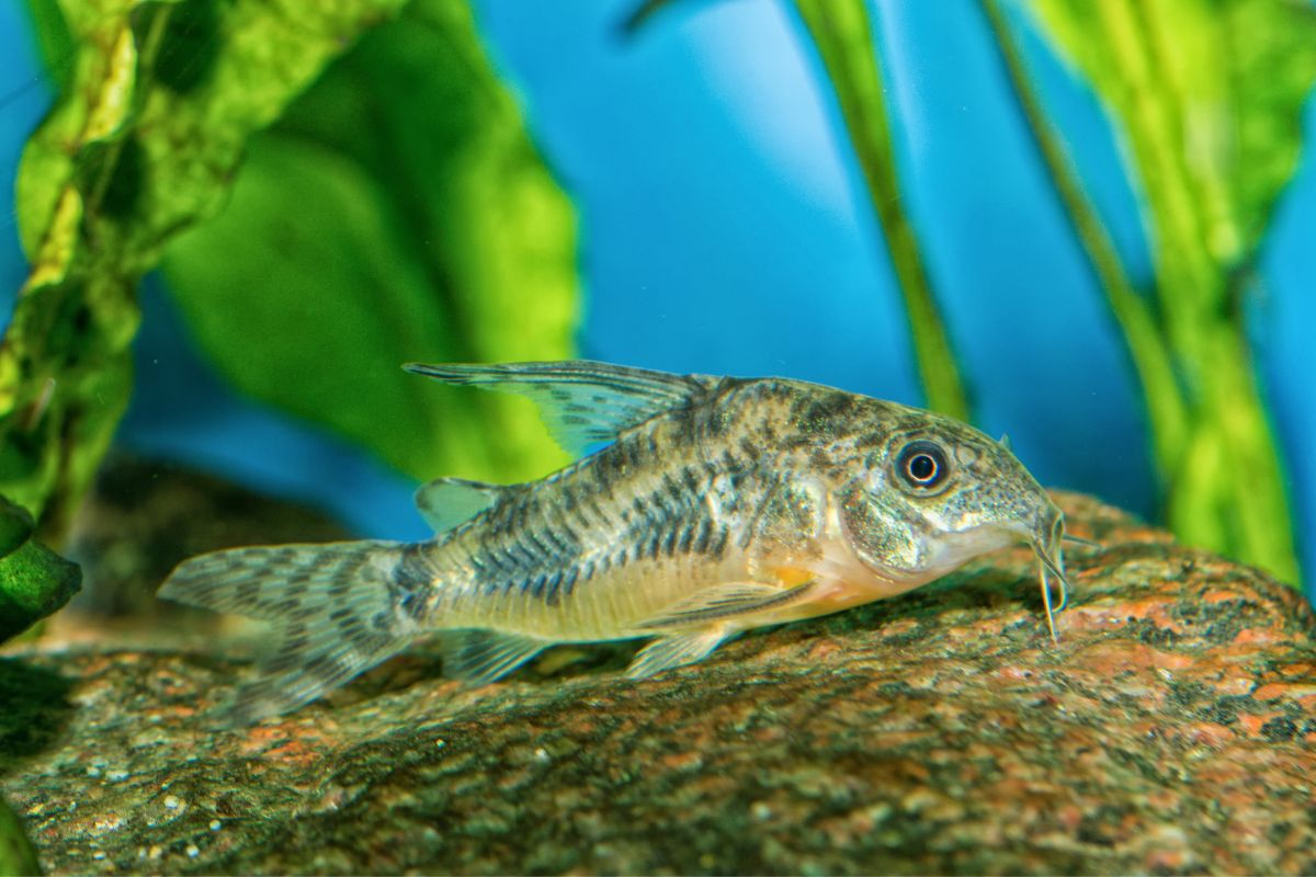 Do Cory Catfish Eat Algae? Information)