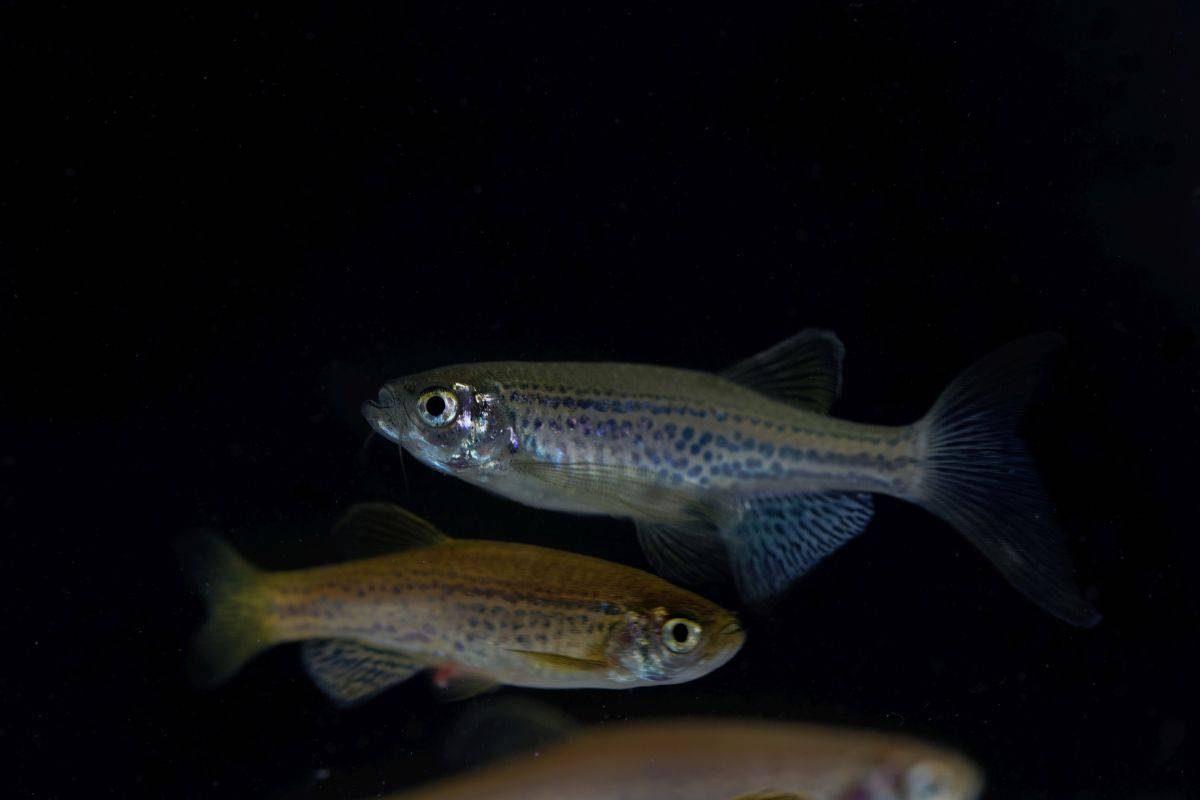 Why Is My Zebra Danio Not Eating? (All You Need To Know)