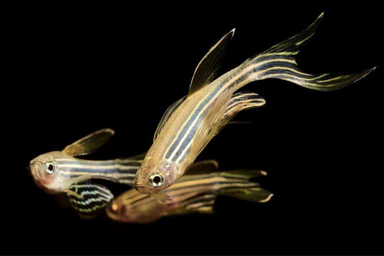 Can Zebra Danios Eat Bloodworms? (All You Need To Know)