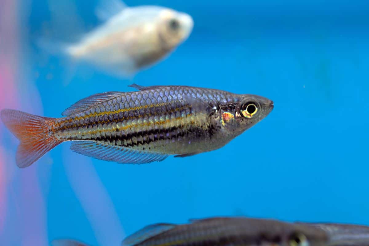 Can Zebra Danios Eat Bloodworms? (All You Need To Know)
