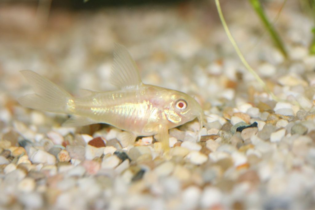 Best Substrate For Corydoras. Guide)