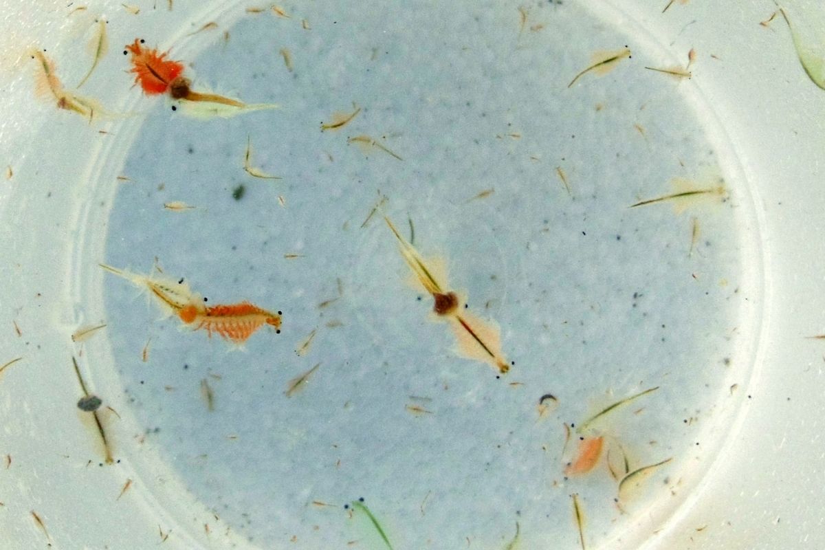 Can Cory Catfish Eat Brine Shrimp? (Cory Catfish Ideal Dietary