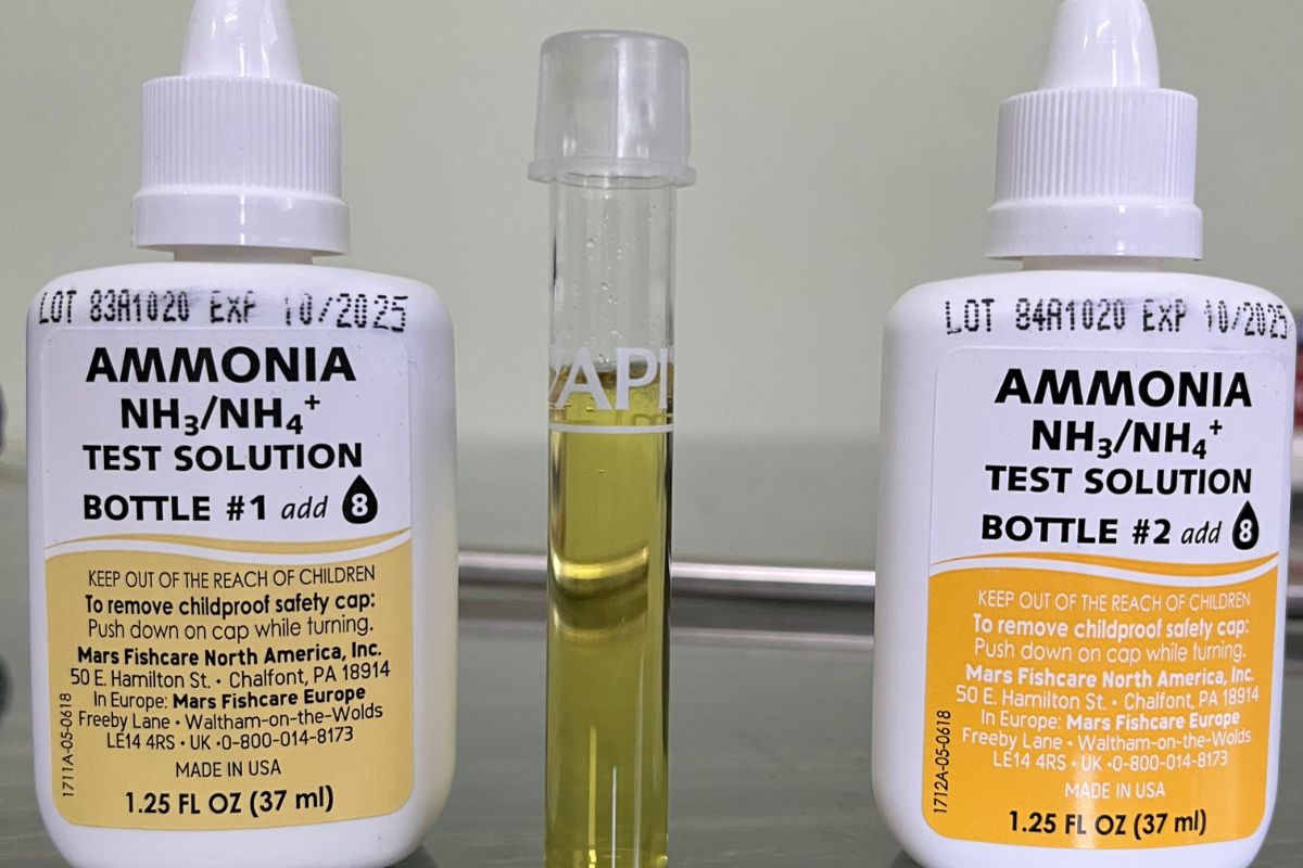 Can Cory Catfish Live With Guppies? Guide)