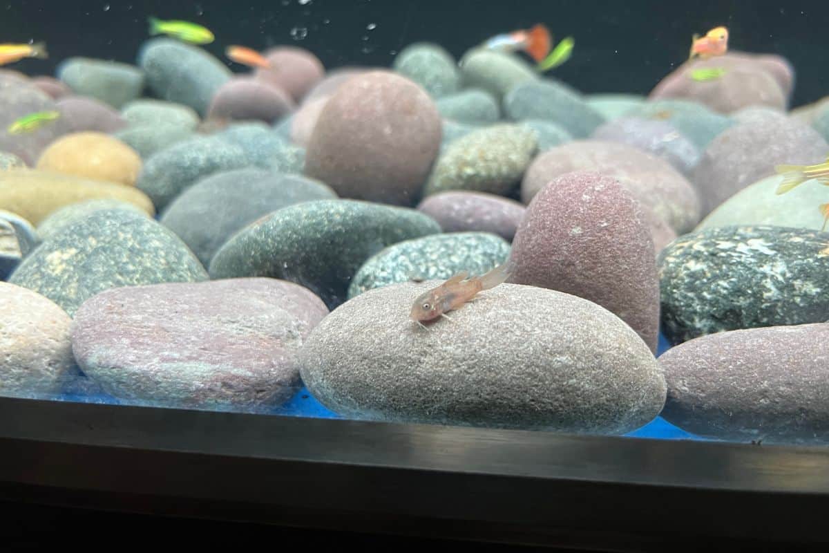 Ideal Water Temperature For Cory Catfish.