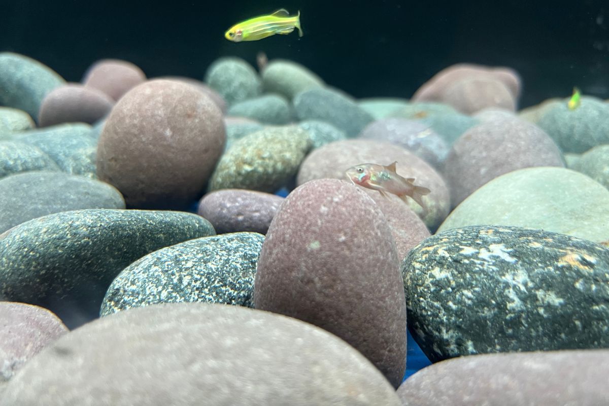 Why Is My Cory Catfish Upside Down? (Reason+Prevention)