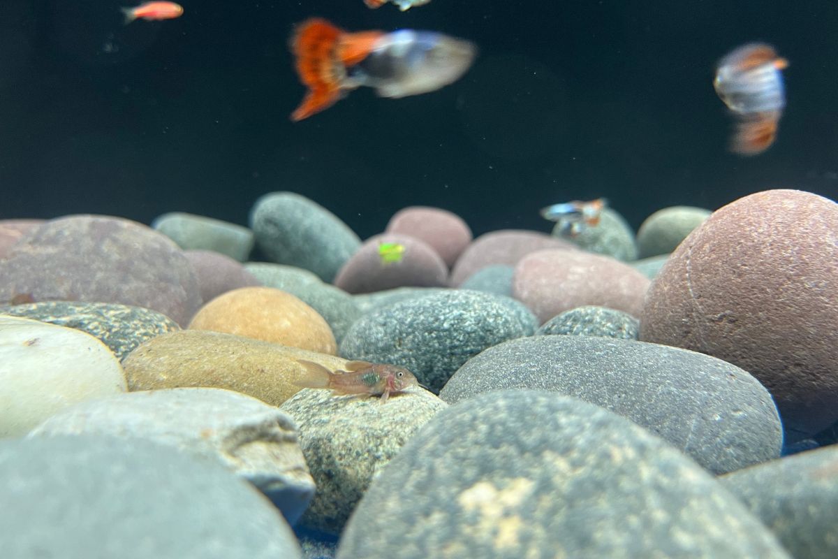 Do Cory Catfish Need Live Plants? (8 Best Plants For Corydoras Tank)