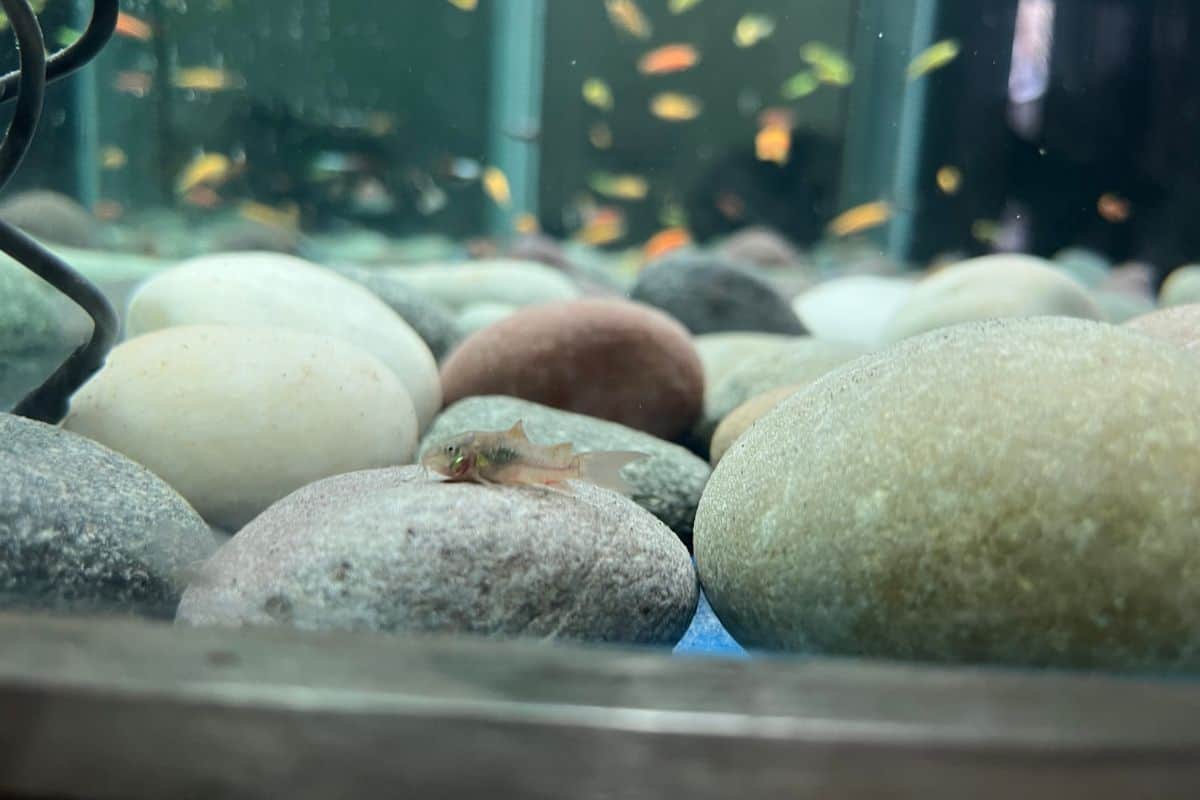 Do Cory Catfish Eat Algae? Information)