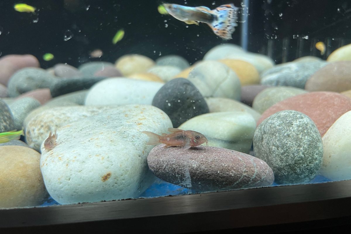 Can Cory Catfish Live With Plecos? (All You Need To Know.)