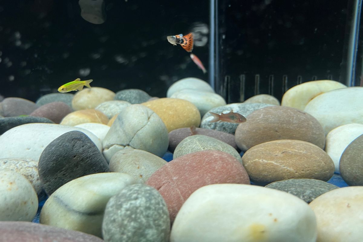 Do Cory Catfish Clean The Tank? (5 Best Cleaning Tankmates For Corydoras.)