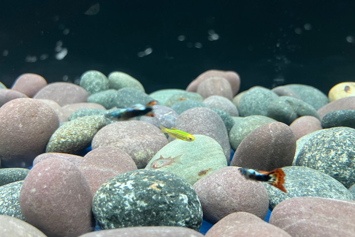 100 Gallon Community Tank Stocking Ideas.
