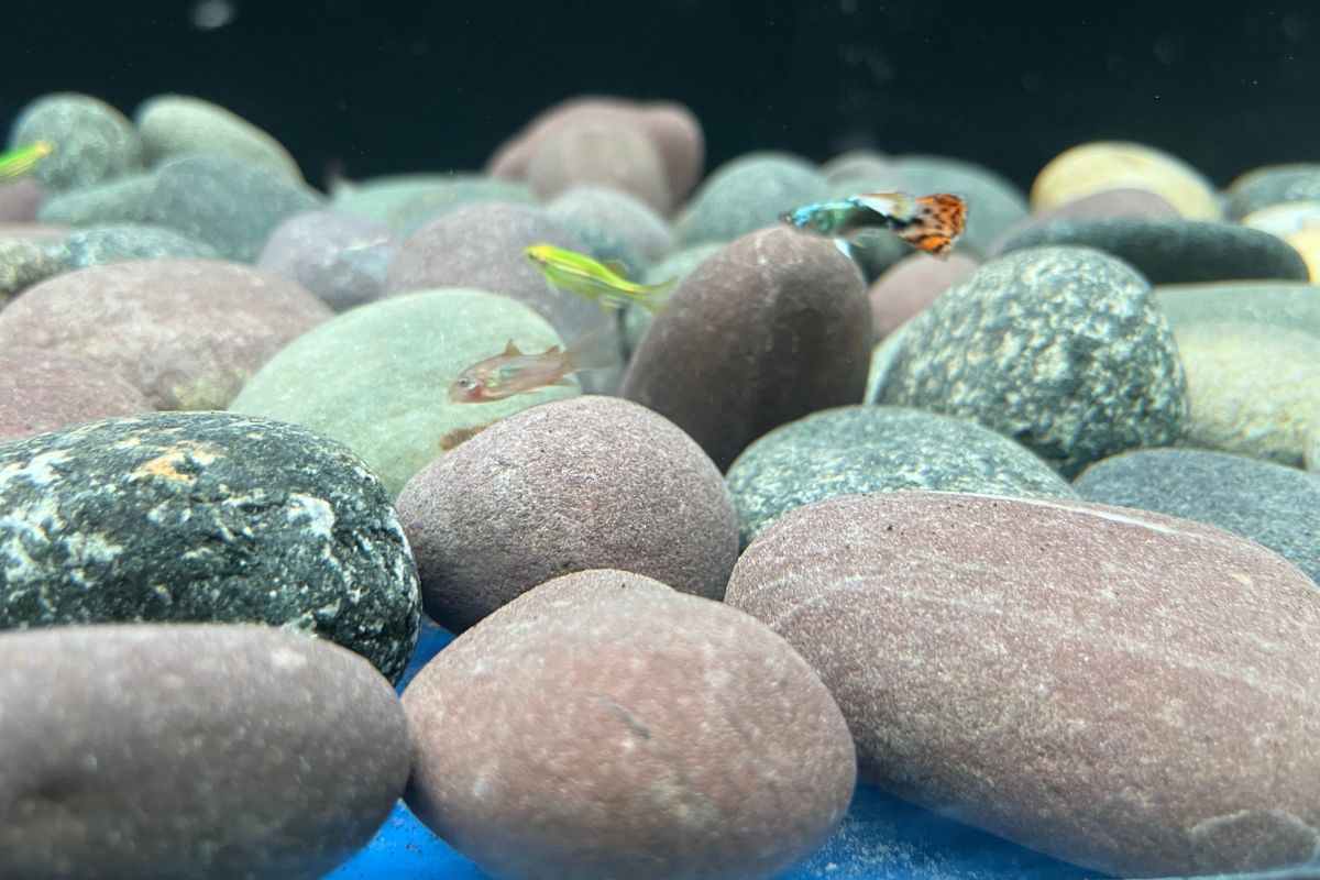 Best Substrate For Corydoras. Guide)