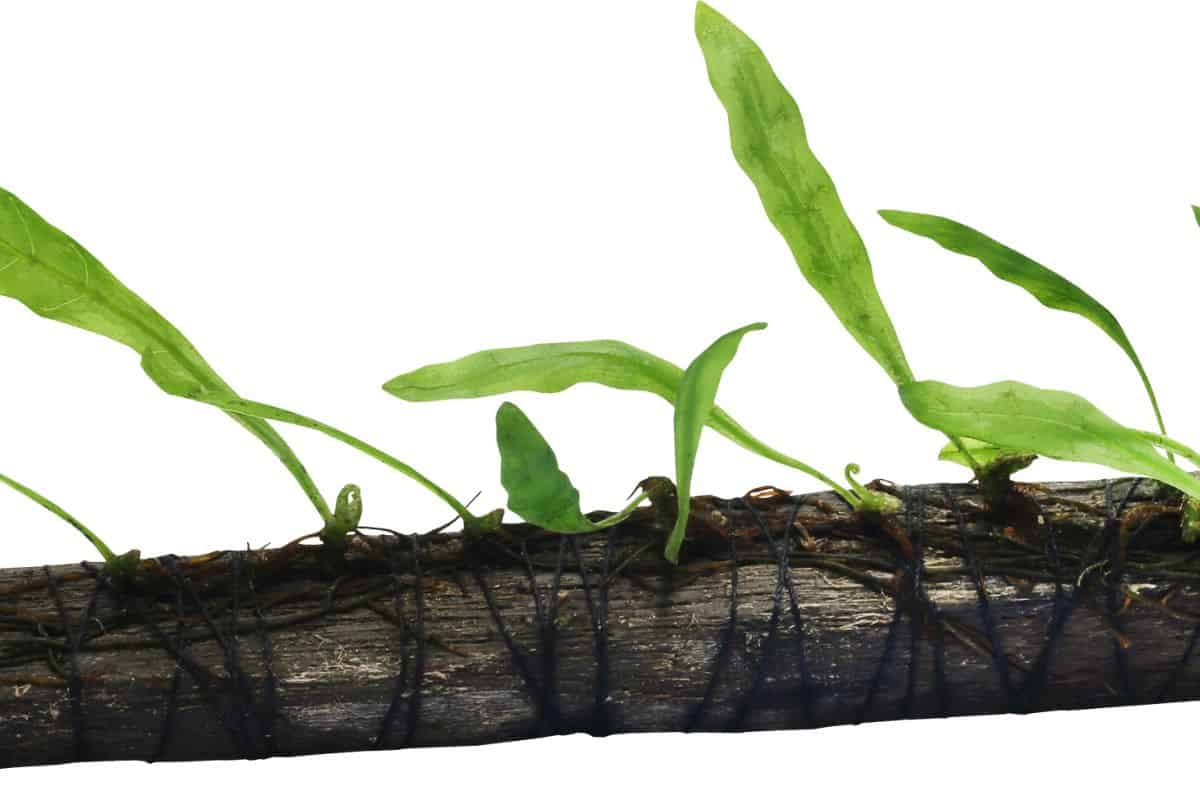 Do Cory Catfish Need Live Plants? (8 Best Plants For Corydoras Tank)