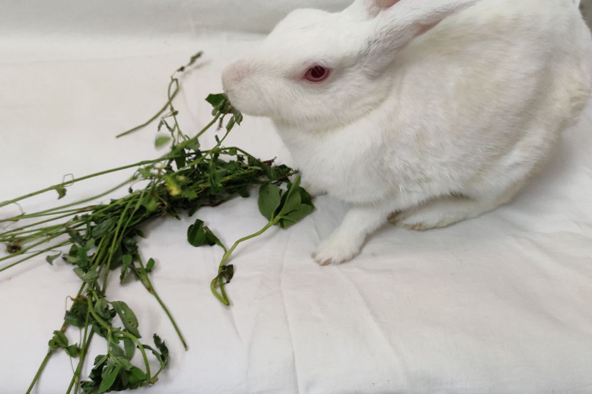Can Rabbits Eat Grapes? (Rabbit Ideal Dietary Requirements)