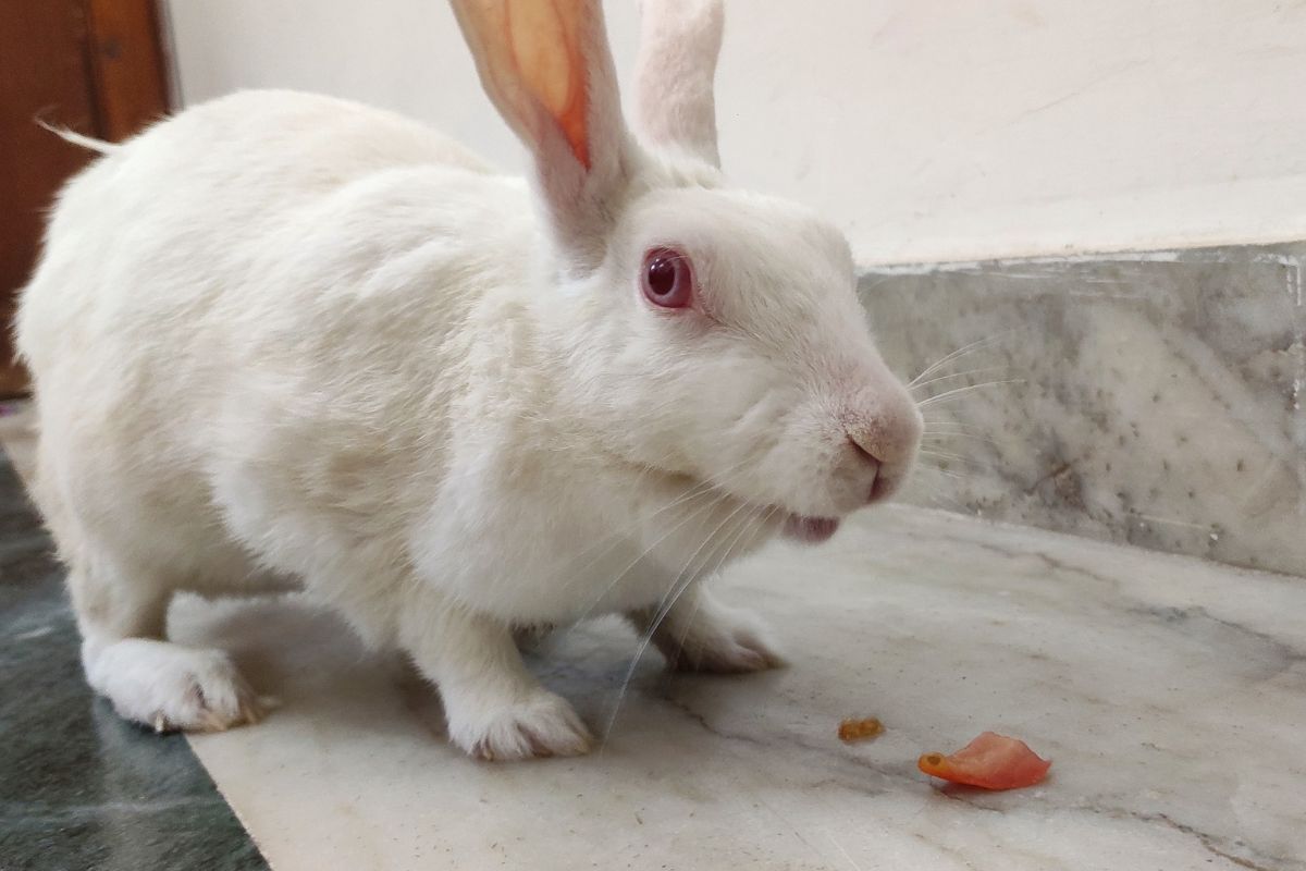 Can Rabbits Eat Tomato?