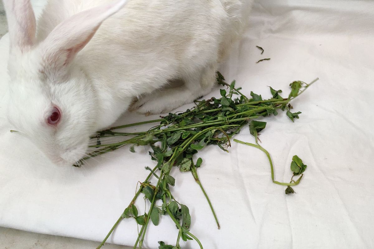 Can Rabbits Eat Romaine Lettuce Hearts? (All You Need To Know)