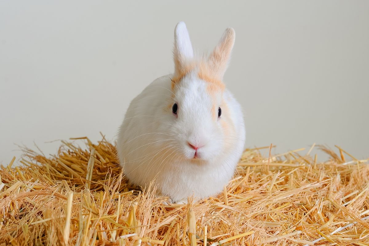 What Do You Put In The Bottom Of A Rabbit Cage? (All You Need To Know)