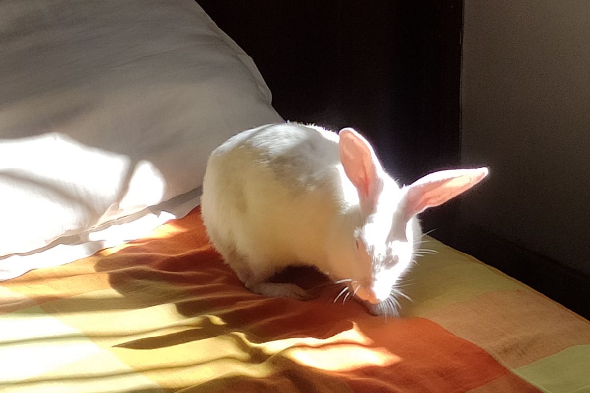 Do Rabbits Need Sunlight? (All You Need To Know)