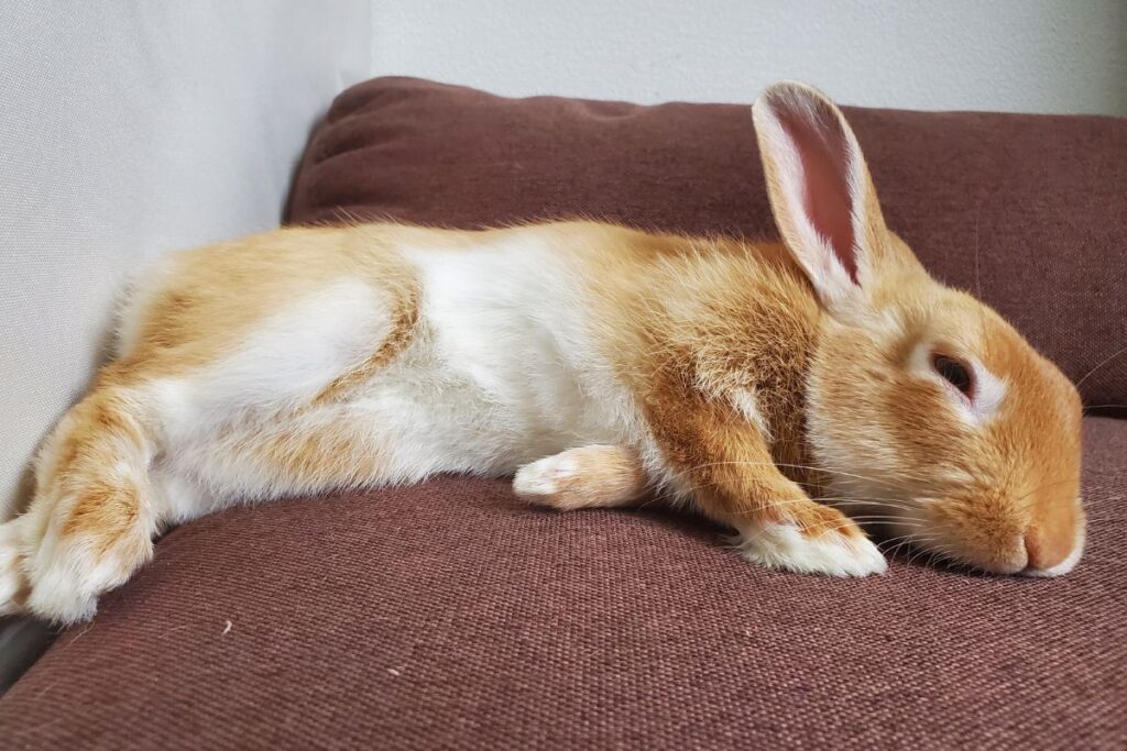 My Rabbit Died Suddenly. (Reasons+Prevention)