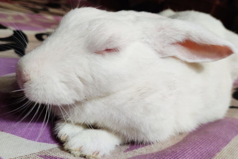 My Rabbit Died Suddenly. (Reasons+Prevention)