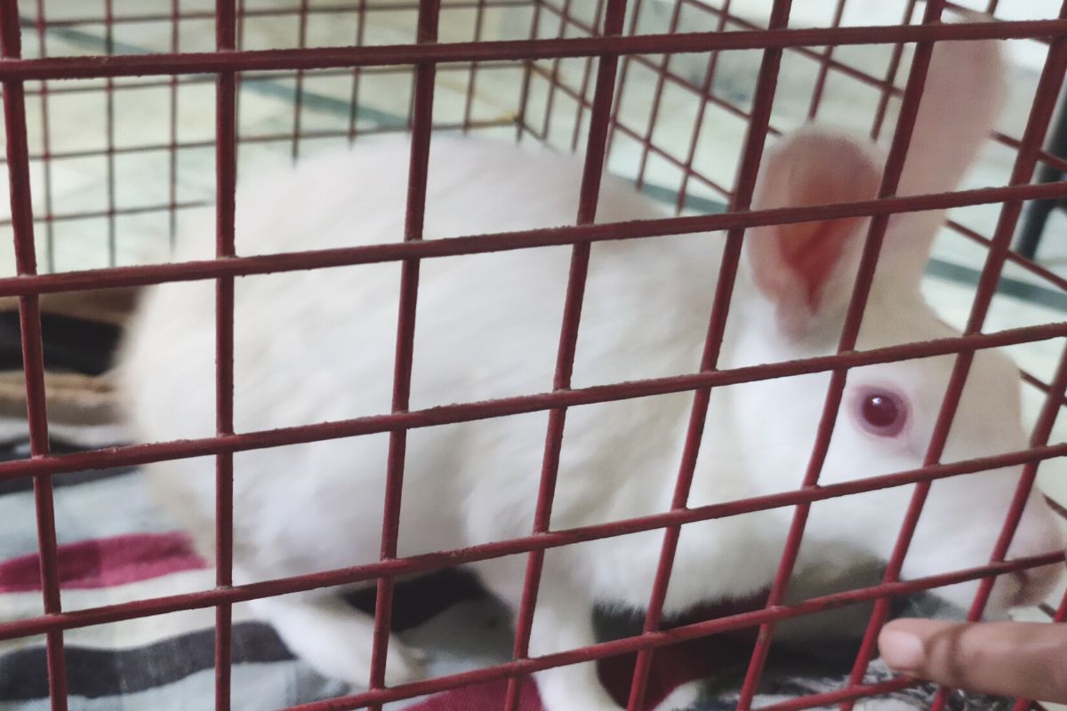 Rabbit Hutch Placement. (All You Need To Know)