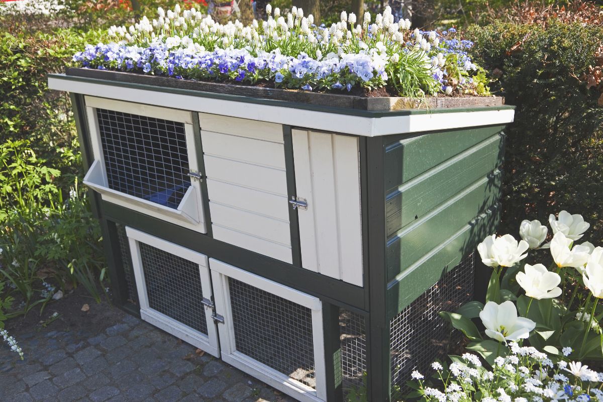 Can Rabbits Have Two Level Cages? (All You Need To Know)