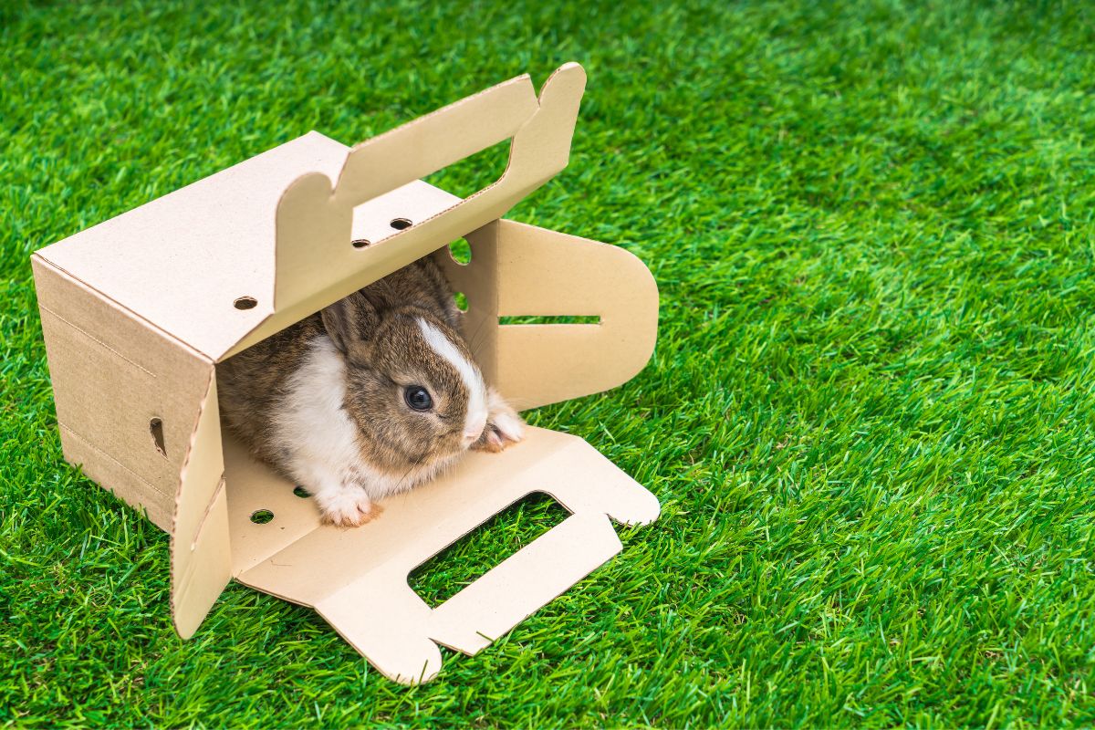29 Things You Should Never Do To Your Rabbit.