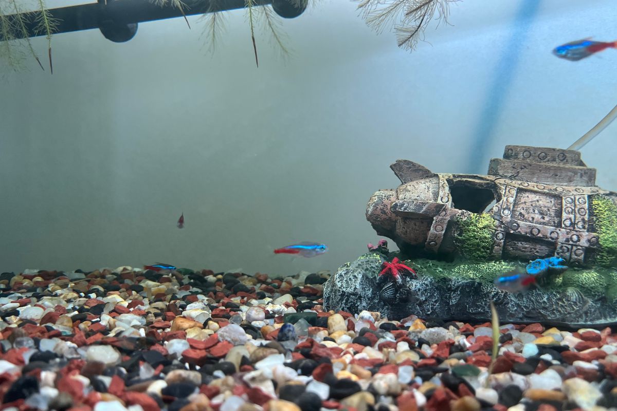Why Is My Neon Tetra Not Growing? (Complete Information)