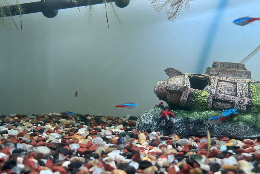 Do Neon Tetras Need A Filter? Information)