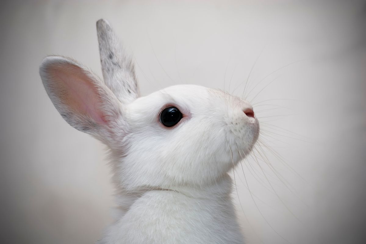 How To Tell If A Rabbit Is Pregnant? Information)