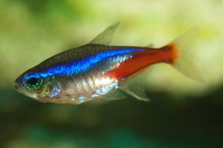 Why Is My Neon Tetra Swimming Upside Down? (Reasons+Prevention)
