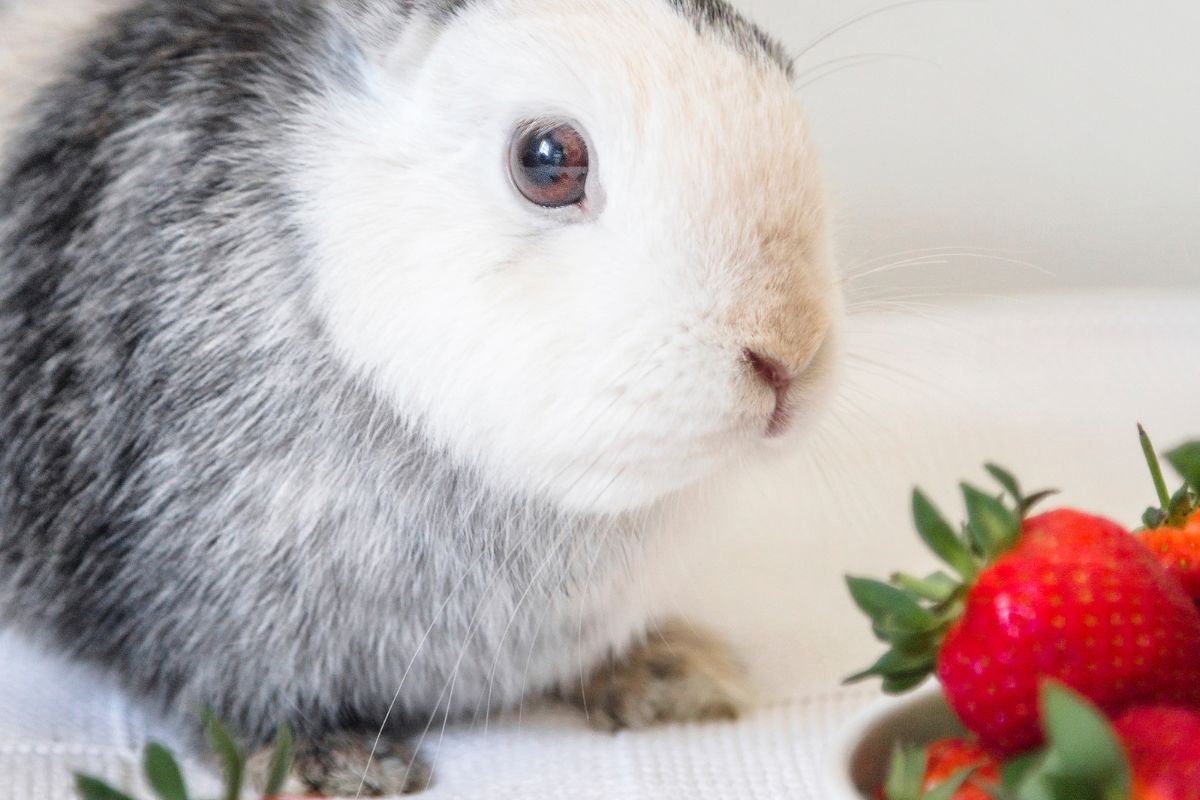 Can Rabbits Eat Strawberries? (All You Need To Know)