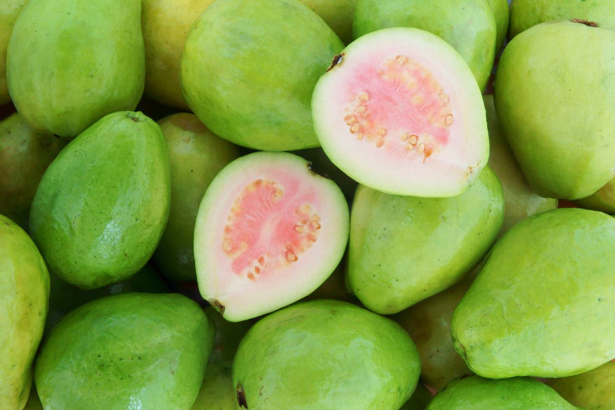 Can Rabbits Eat Guava? (All You Need To Know)