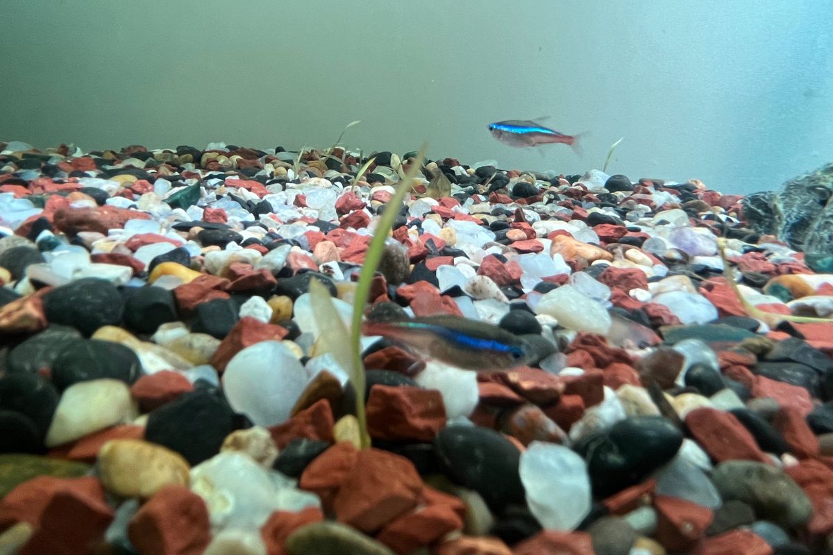 Best Water For Neon Tetras (Tap, Distilled Or Well Water)