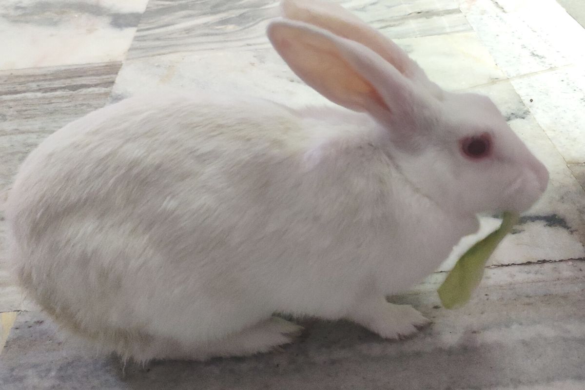 How To Introduce Vegetables To Rabbits? (All You Need To Know)