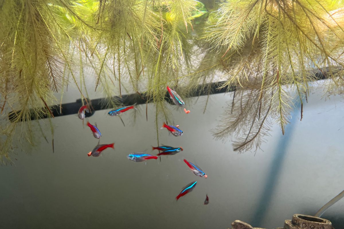 Why Is My Neon Tetra Spitting Out Food? (All You Need To Know)
