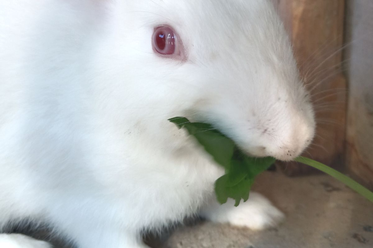 How To Introduce Vegetables To Rabbits? (All You Need To Know)