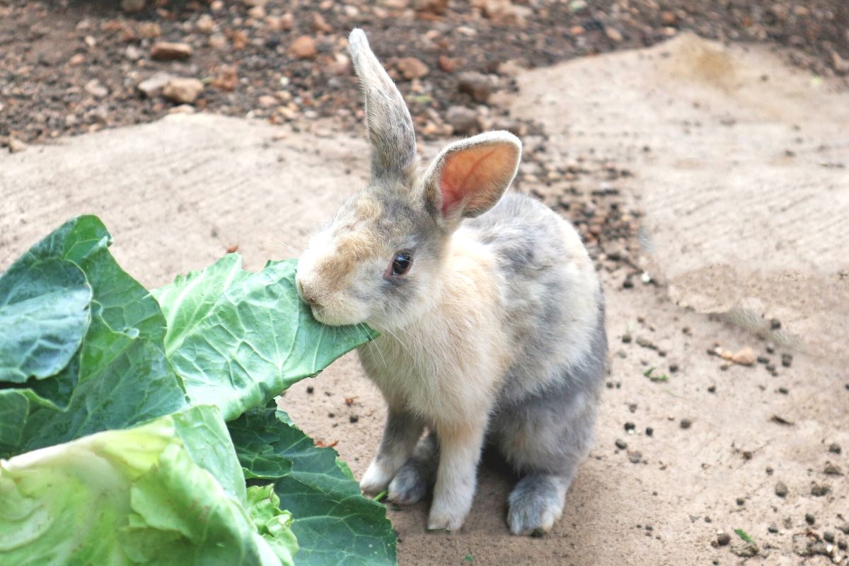 How To Introduce Vegetables To Rabbits? (All You Need To Know)