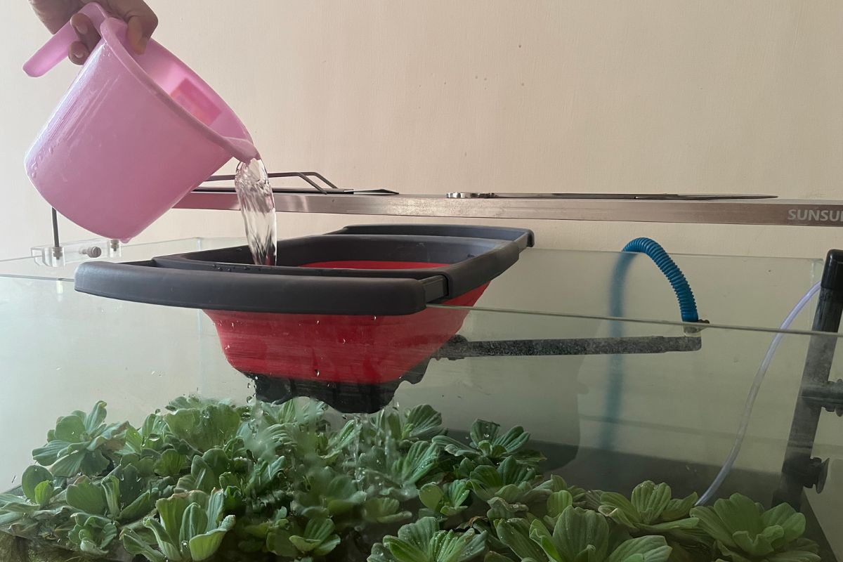 Picture of How Often To Change Neon Tetras Water? (All You Need To Know)