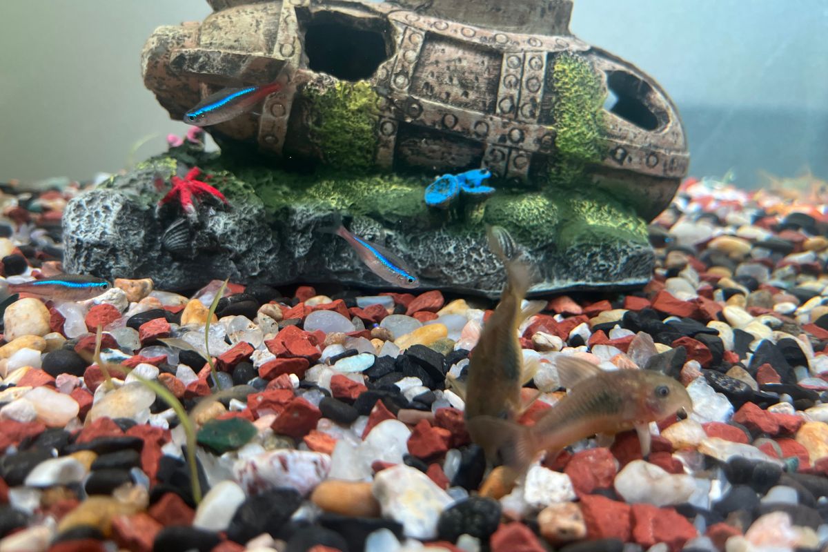 How To Treat Constipation In Neon Tetras? (Signs+Causes+Prevention)