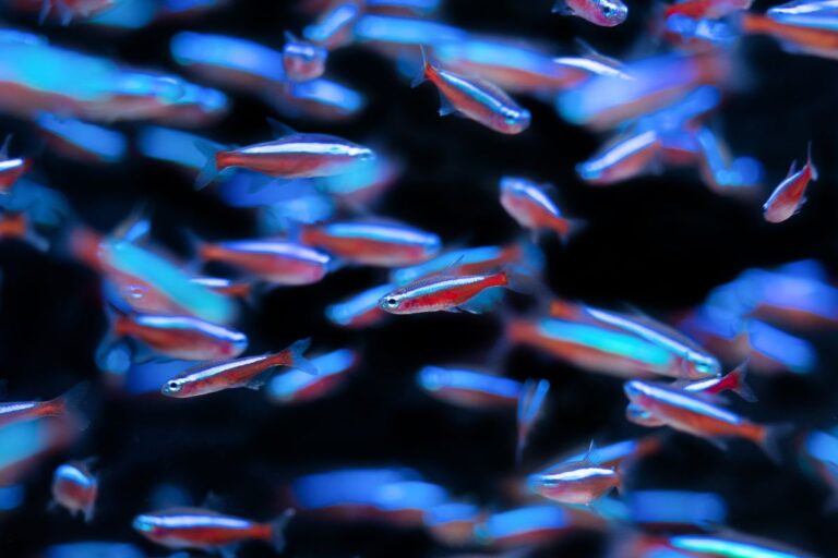 Ideal Water Temperature For Neon Tetras (All You Need To Know)
