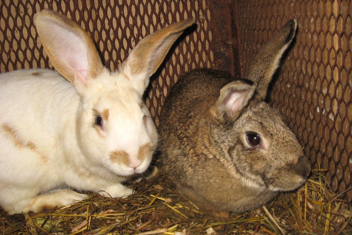 Can I Put Male And Female Rabbits Together? (All You Need To Know)