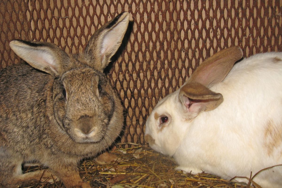Can I Put Male And Female Rabbits Together? (All You Need To Know)