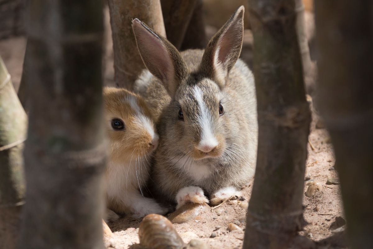 Can I Put Male And Female Rabbits Together? (All You Need To Know)