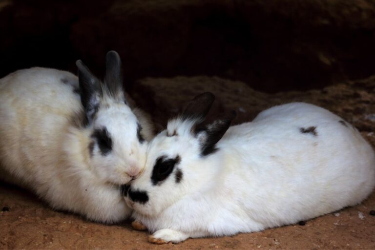 How To Identify Male And Female Rabbits? (All You Need To Know)