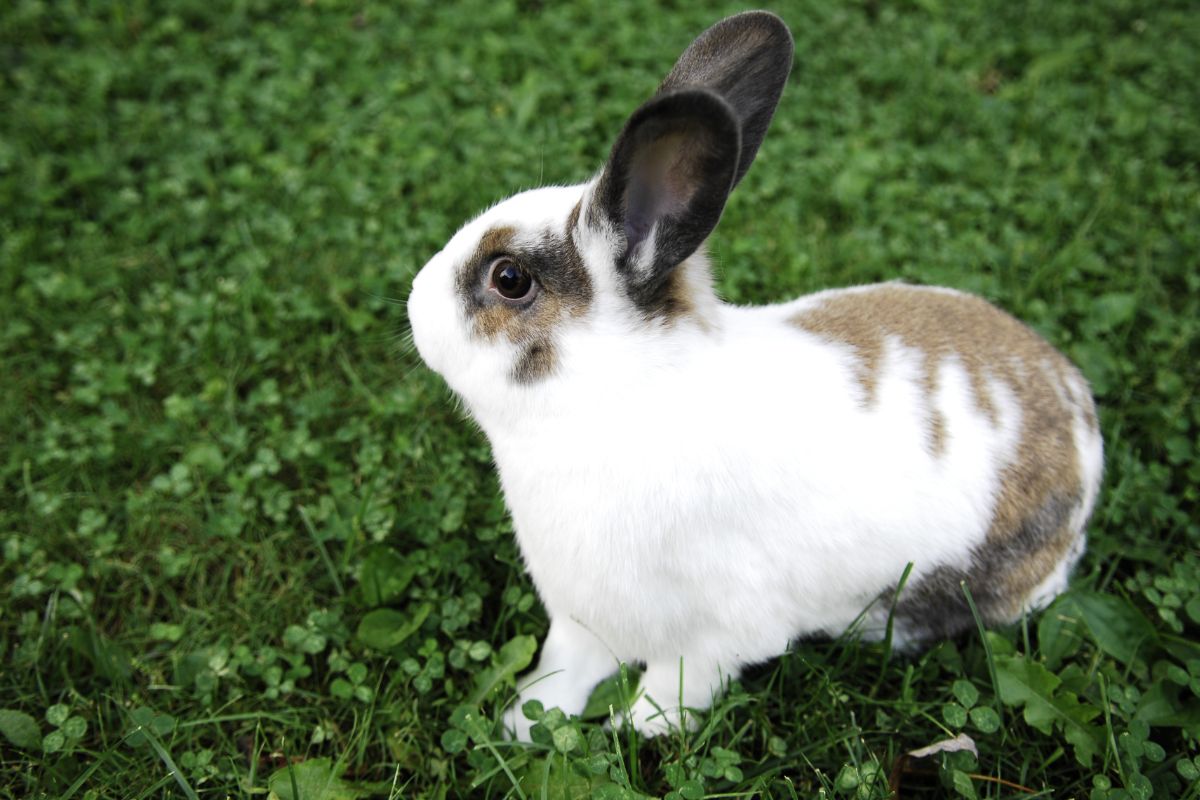 How To Identify Male And Female Rabbits? (All You Need To Know)